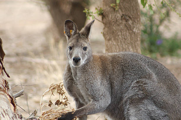 Kangaroo stock photo