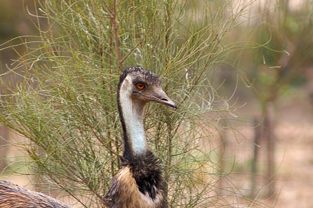 emu stock photo