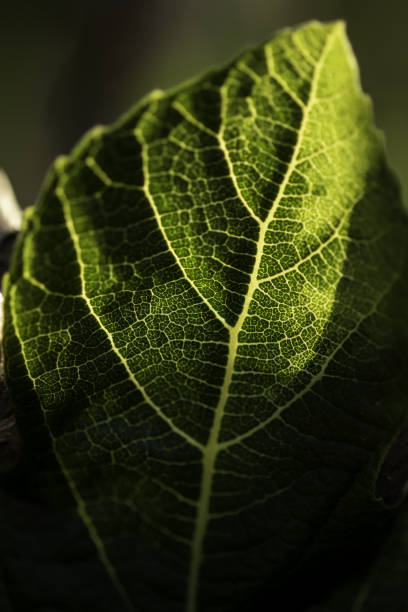 istock Blotchy green hues on backlit fig leaf underside with pronounced light leaf veins and dark area at frame bottom 1403961253