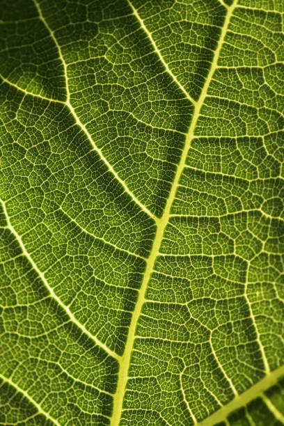 istock Fig leaf underside surface with bright yellow leaf veins spreading from midrib and shaded area at top left 1403961814