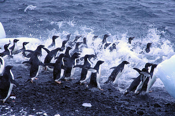 istock Adelie penguins, jumping into the ocean 140396192