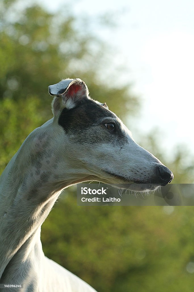 greyhound Retrato - Foto de stock de Animal royalty-free