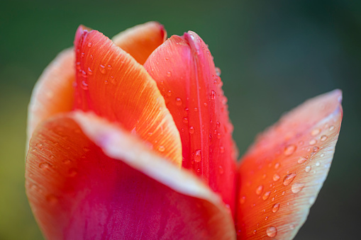 Closeup of red tulip petal with droplets of water