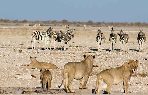 Zebra drink from a waterhole in Okuakuejo, Namibia