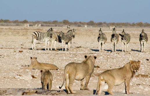 African Lions Approaching a Herd of Zebras to Hunt.