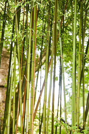 Green Bamboo plants in the forest.