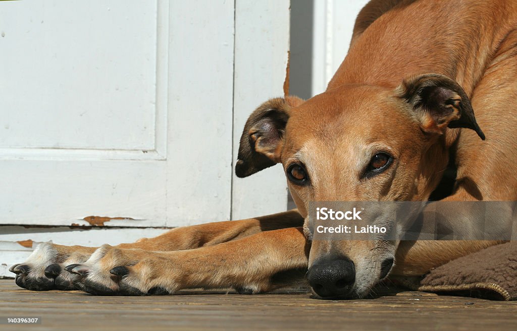 Красный greyhound - Стоковые фото Без людей роялти-фри