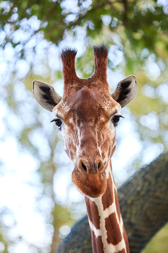 A giraffe looking directly into the camera, you can really see the texture of its skin.