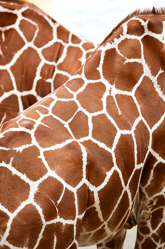 A part of the neck of a giraffe, you can really see the texture of its skin.