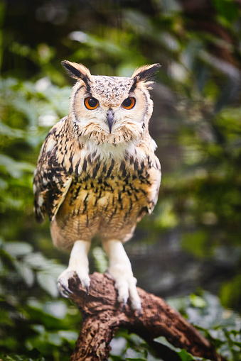 An owl standing on a branch ready to fly away. He is looking directly into the camera which gives him a fierce look.