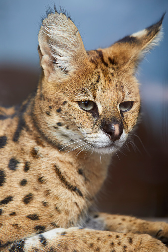 A serval looking into the distance. The sun is shining on the wild animal and the background is blurry.