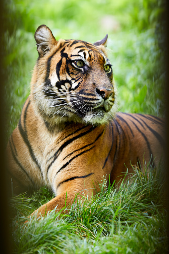 A tiger sitting in the grass and looking into the distance, he has a fierce look on his face.