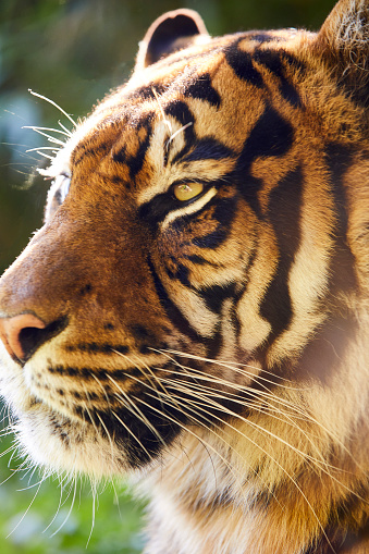 A tiger sitting in the grass and looking into the distance, he has a fierce look on his face. There is a glow on top of his head from the sun.