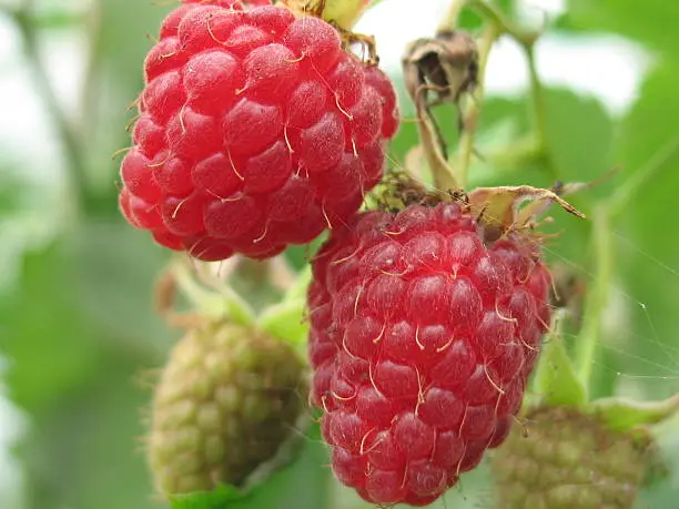 Ripe red raspberry in the summer garden.