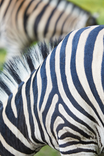 A part of the body of a zebra, you can see the texture of his skin and the black and white stripes.