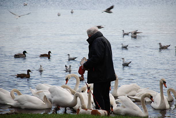 Man feeding the swans stock photo