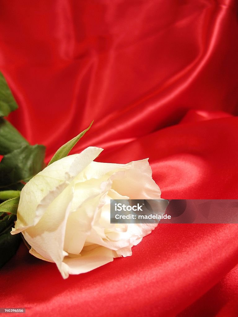 Rosa Branca sobre o cetim vermelho - Foto de stock de Amor royalty-free