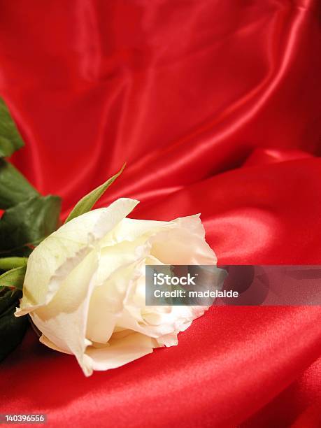 Foto de Rosa Branca Sobre O Cetim Vermelho e mais fotos de stock de Amor - Amor, Botão - Estágio de flora, Branco