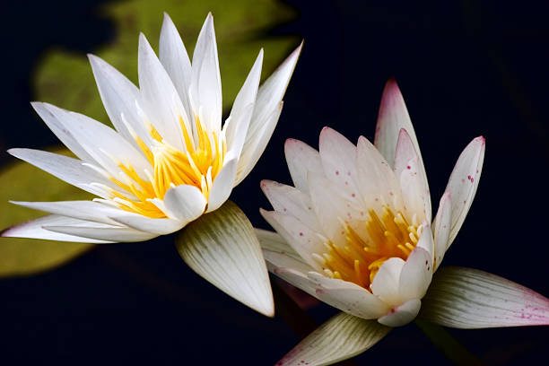 istock Moment of Zen 140396660