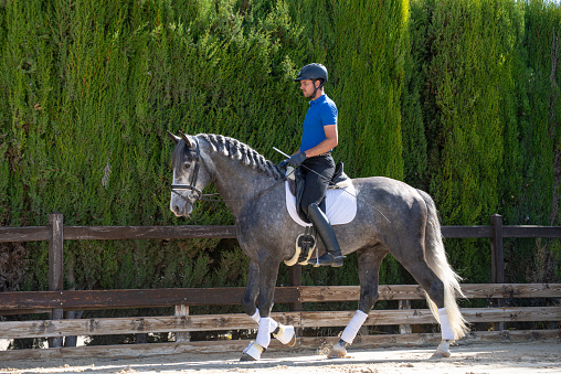 in a riding center a young rider is riding a beautiful purebred, gray-haired horse, the man is wearing a helmet and safety equipment.