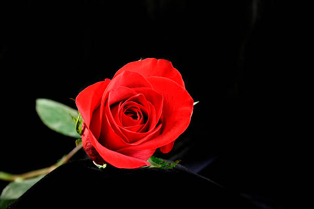 hermosa rose - velvet rose flower thorn fotografías e imágenes de stock