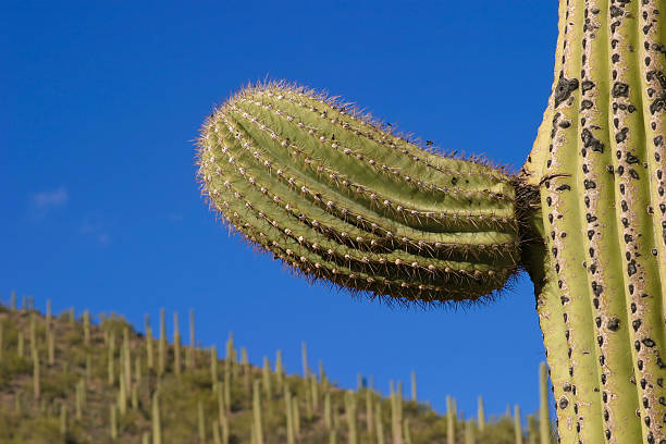 Saguaro new arm detail Saguaro new arm detail phallus shaped stock pictures, royalty-free photos & images