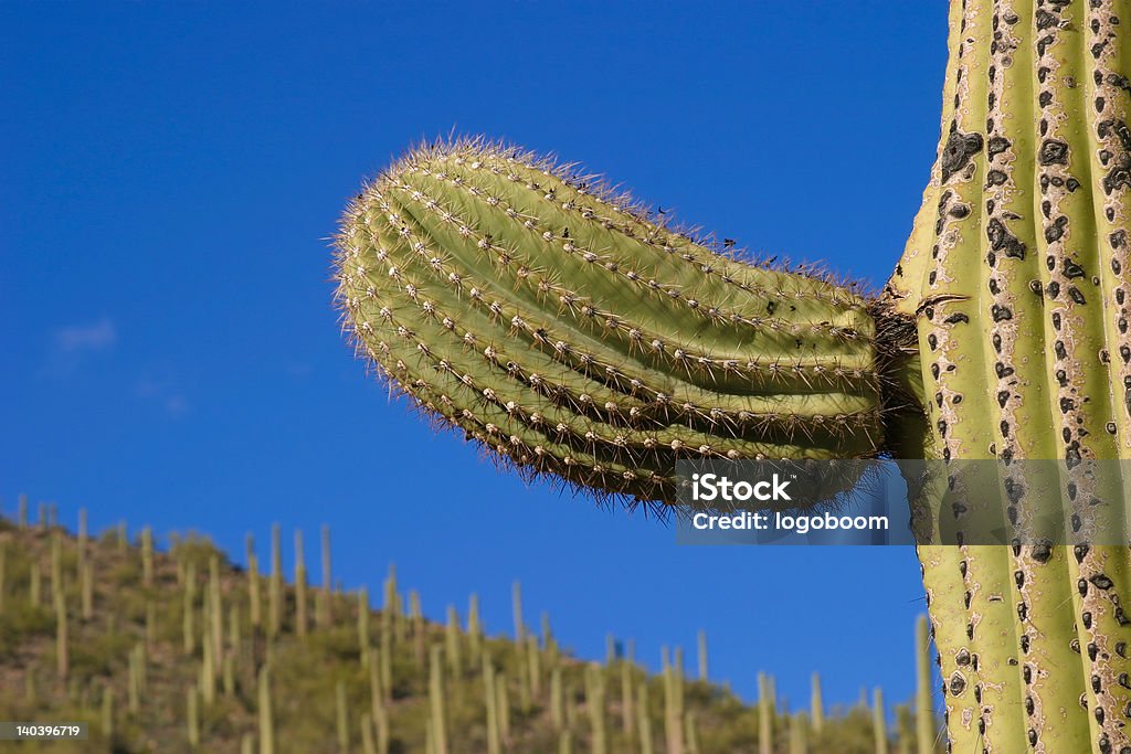 Saguaro szczegóły nowej grupy - Zbiór zdjęć royalty-free (Penis)