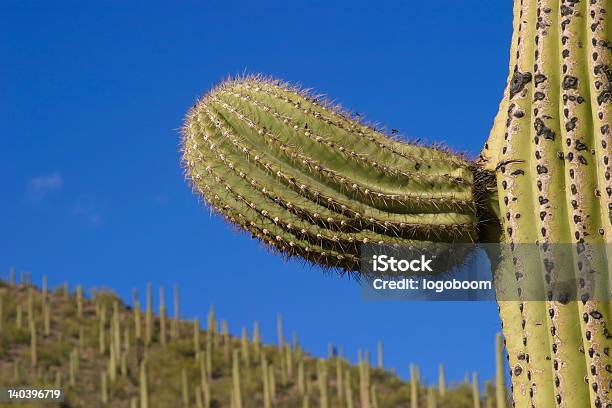 Foto de Saguaro Novo Braço Detalhe e mais fotos de stock de Pênis - Pênis, Cacto, Forma de Falo