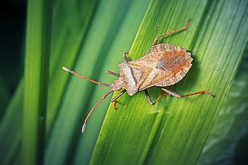 Female European Mantis or Praying Mantis, Mantis Religiosa. Green praying mantis.