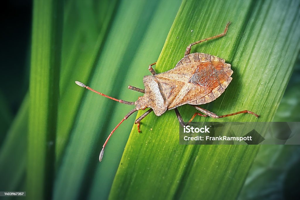 Coreus marginatus Dock Bug Insect Coreus marginatus Dock Bug Insect. Digitally Enhanced Photograph. Shield Bug Stock Photo