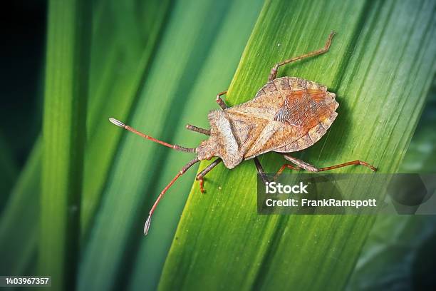 Coreus Marginatus Dock Bug Insect Stock Photo - Download Image Now - Shield Bug, Insect, Animal Antenna