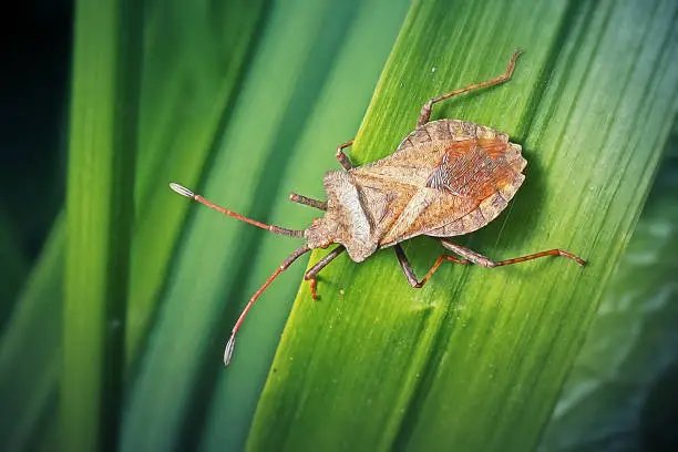 Coreus marginatus Dock Bug Insect. Digitally Enhanced Photograph.
