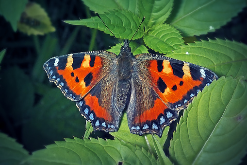 Peacock butterfly on a leaf in Gosforth Park Nature Reserve.