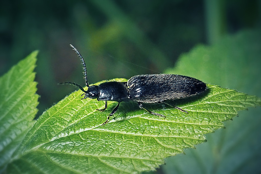 May beetle swims in water on a green leaf, photo was taken on a sunny summer day