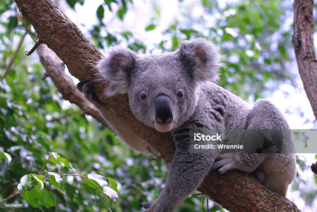 Koala - Lizenzfrei Koala Stock-Foto