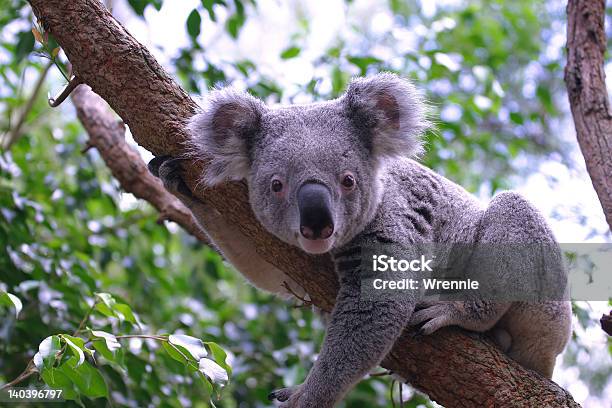 Photo libre de droit de Koala banque d'images et plus d'images libres de droit de Koala - Koala, Animaux à l'état sauvage, Australie