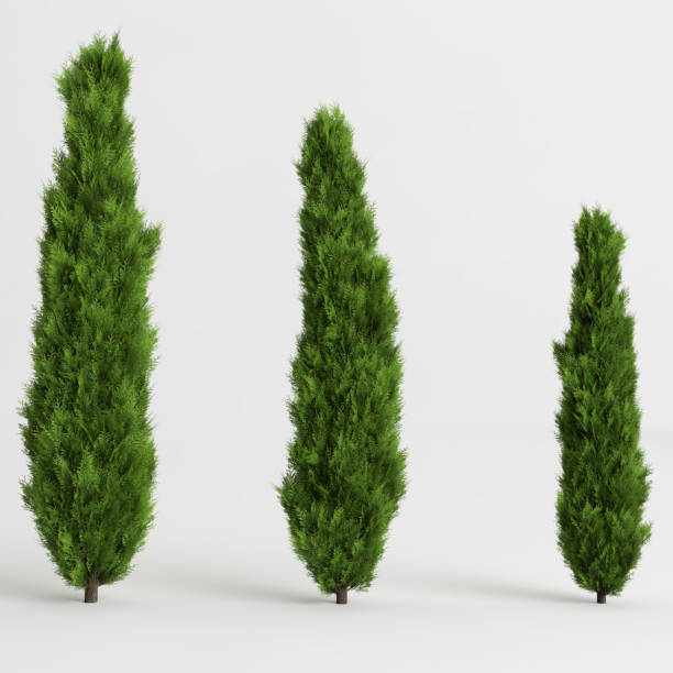 istock 3d illustration of three bush  isolated on white background 1403968408