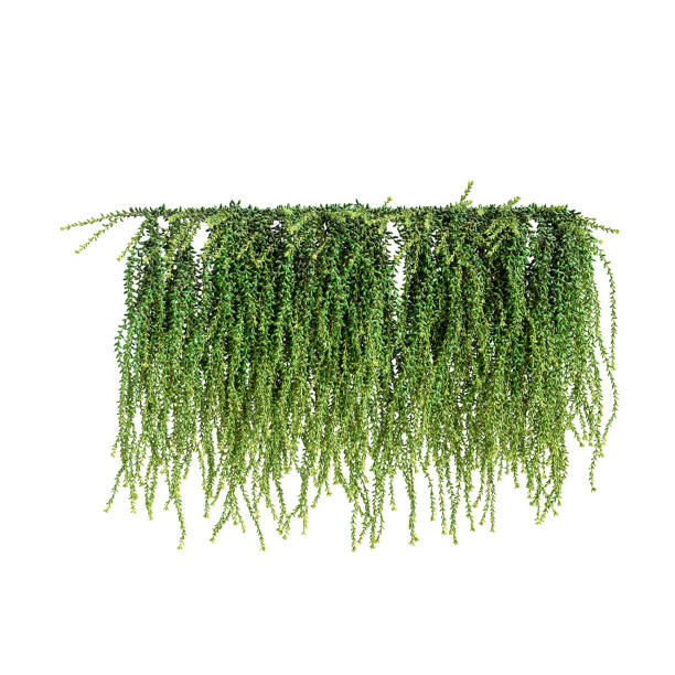 istock 3d illustration of drooping tree isolated on white background 1403968720