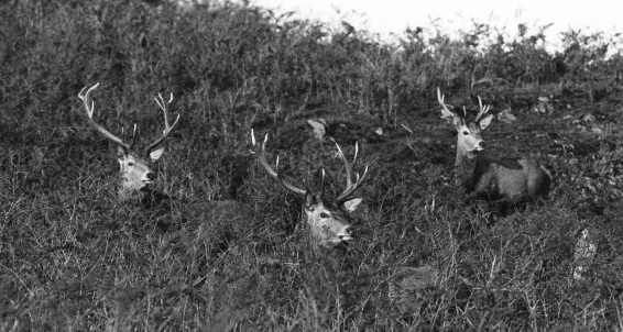 3 stags shot on bw film with grain