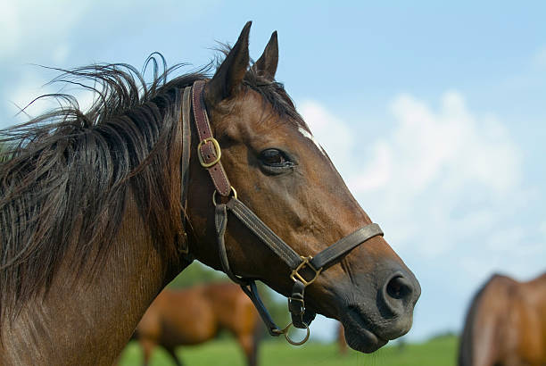 istock Florida thoroughbred equine race horse in pasture 140396897