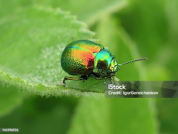 Scarabeo Brillante - Fotografie stock e altre immagini di Aiuola - Aiuola, Ambientazione esterna, Animale