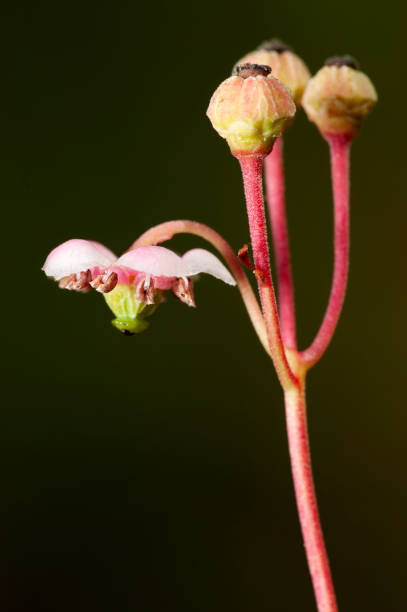 istock A small graceful forest flower umbellate wintergreen 1403969316