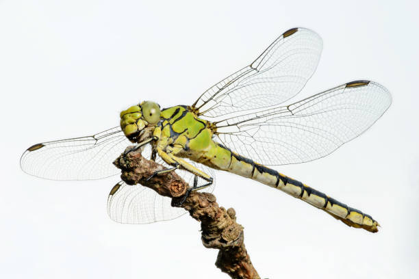 istock Dragonfly female green snaketail (Ophiogomphus cecilia) 1403969348