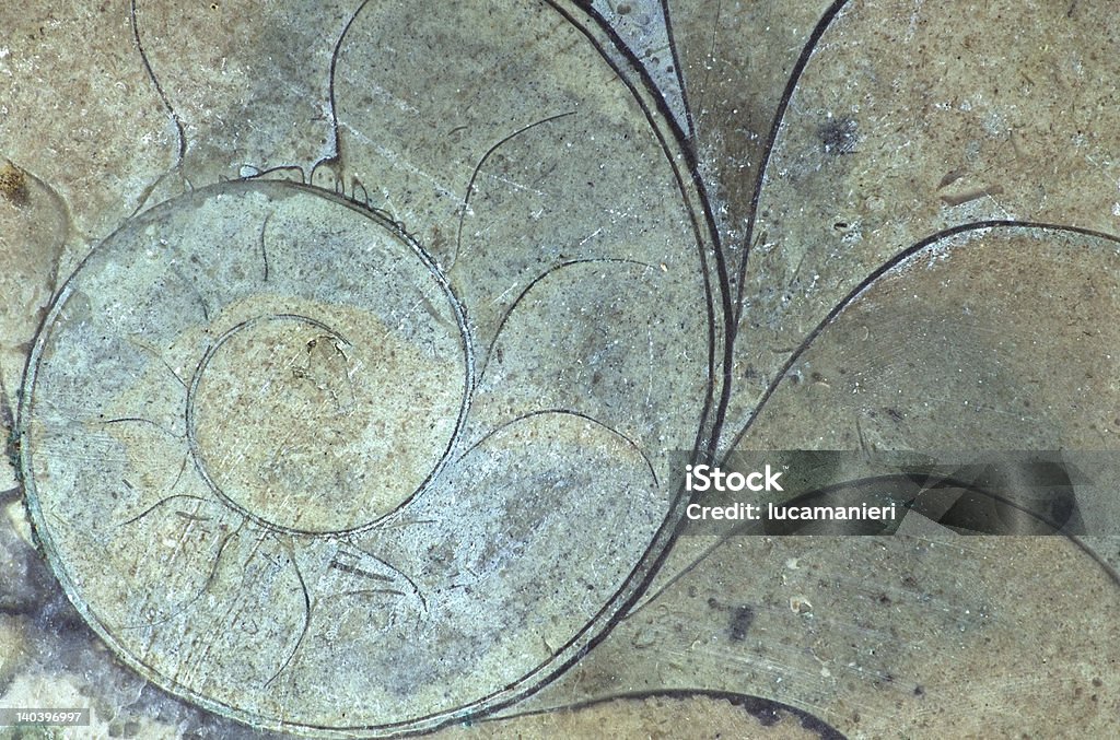 spiral section of an ammonite Abstract Stock Photo