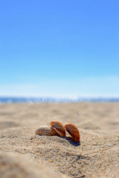 istock Three small, brown shells in the sand with the sea in the background 1403970563