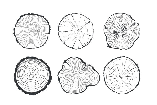 baumstammquerschnitt. - tree ring stock-grafiken, -clipart, -cartoons und -symbole