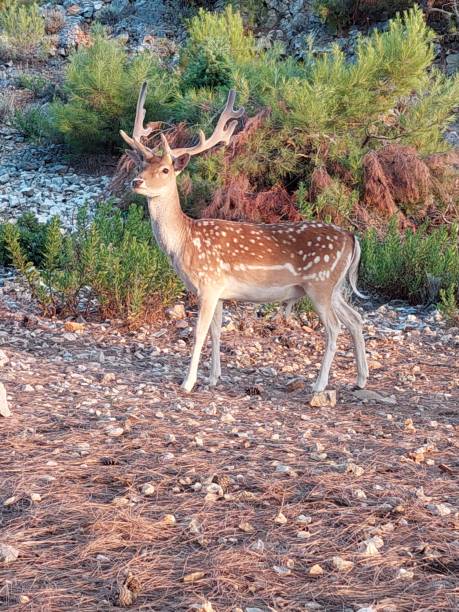 istock European or common follow deer 1403970857