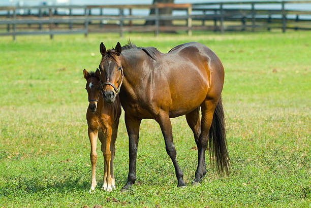 New Baby Equine Horse Cute baby horse in pasture mare stock pictures, royalty-free photos & images