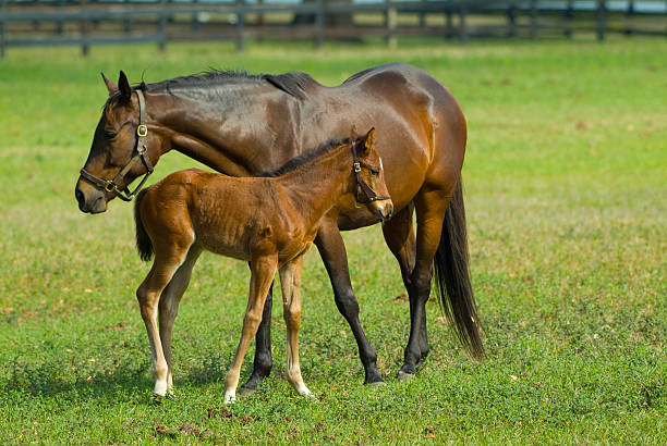 New Baby Equine Horse stock photo