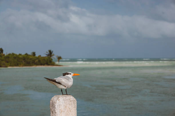 Wild bird in the jungle. Mexico wildlife.